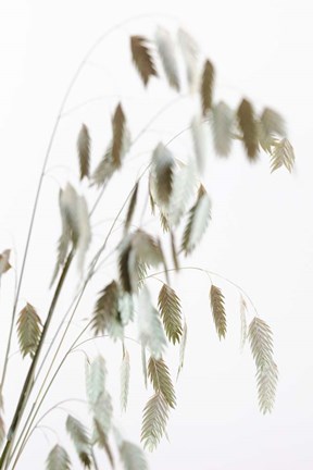 Framed Dried Grass Natural Print