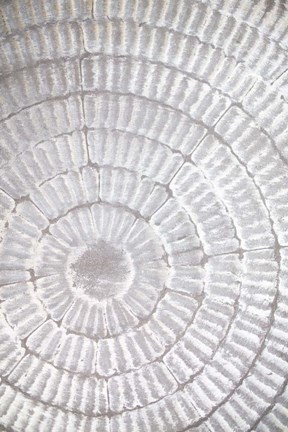 Framed Patternplate Grey 1 Print