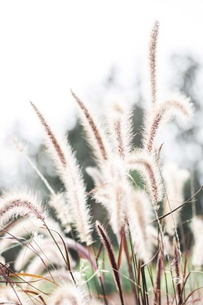 Framed Grass Print