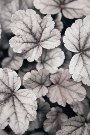 Framed Gray-pink Leaves Print