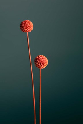 Framed Orange Seed Capsules Print