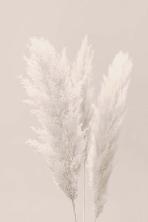 Framed Pampas Grass 2 Print