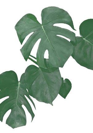 Framed Monstera Aqua 1 Print