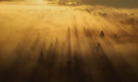 Framed Morning in the Forest Print