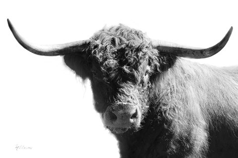 Framed My Highland IV Print