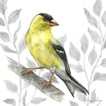 Framed Backyard Birds III-Goldfinch I Print