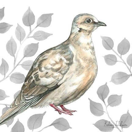 Framed Backyard Birds V-Mourning Dove Print
