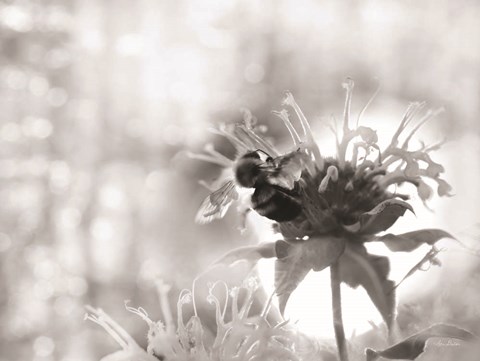 Framed Wild Flowers II Print