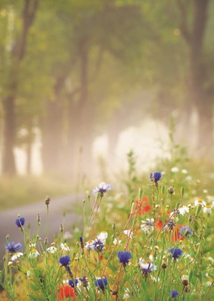 Framed Bee Pleasure Print