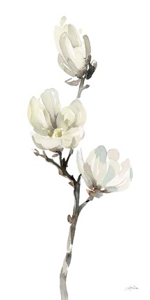 Framed White Magnolia I Print