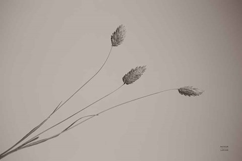 Framed Grass Study Print