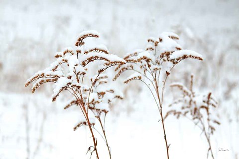 Framed Snowy Gardens Print