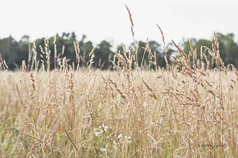 Framed Summer Field II Print