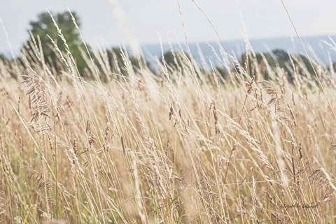 Framed Summer Field I Print