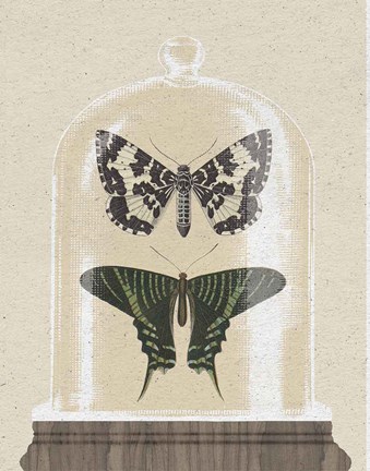 Framed Cottage Butterflies II Print