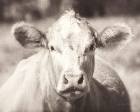 Framed Pasture Cow Neutral Print