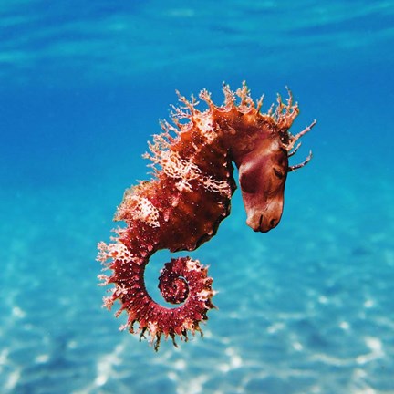 Framed Seahorse Print