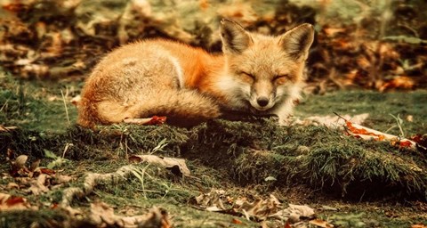 Framed Sleeping Beauty Print