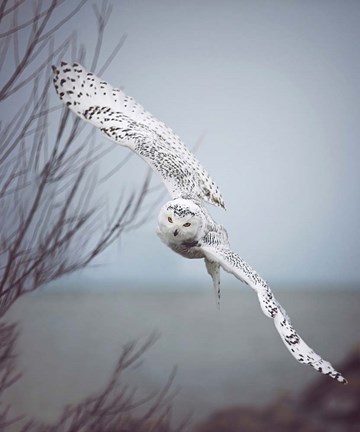 Framed Snowy Owl In Flight Print