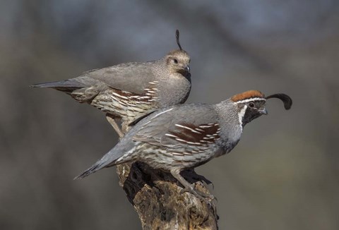 Framed Honey, You go First Print