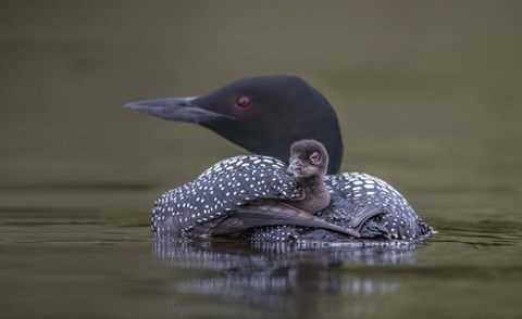 Framed Back Seat Print