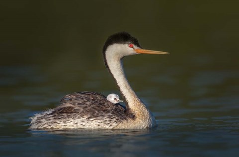 Framed Front Seat View Print
