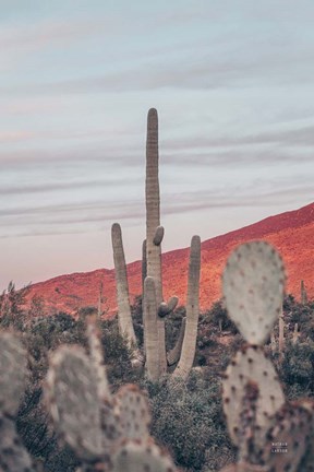 Framed Sunsets and Saguaros II Print