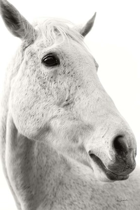 Framed Horse Named Lady II BW Print