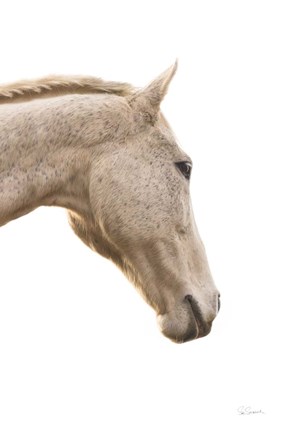 Framed Horse Named Lady I Print