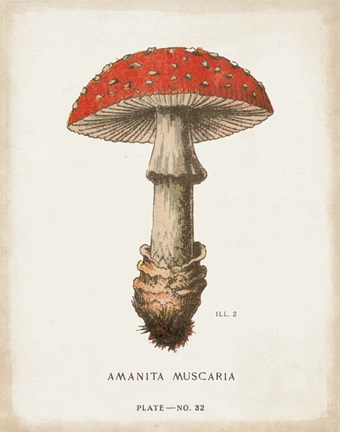 Framed Mushroom Study II Print