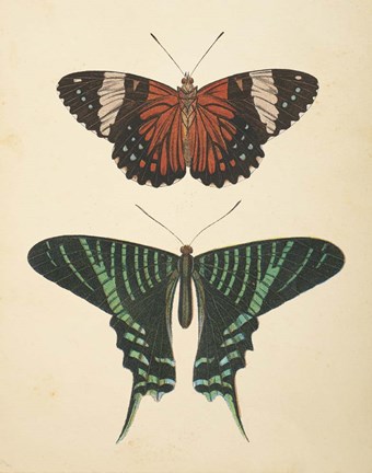 Framed Papillons I Print