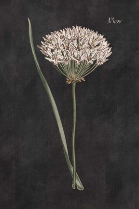 Framed Allium I on Black Print