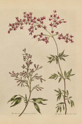 Framed Herbal Botanical I Crop III Print