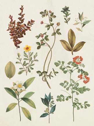 Framed Victorian Garden III Autumn Crop I Print