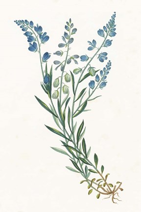 Framed Polygala on White Print
