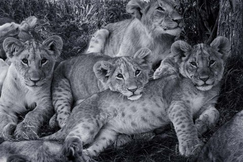 Framed Lion Cub Family Print