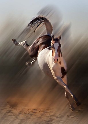 Framed Kickin&#39; Up Print