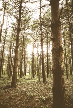 Framed In the Pines II Print