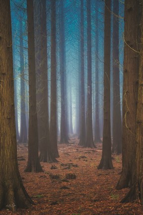 Framed Trees Everywhere Print