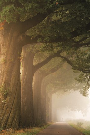 Framed Twisted Trunk Print