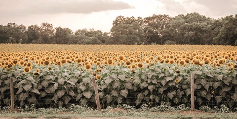 Framed Sunflower Field No. 7 Print