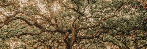 Framed Low Country Oaks I Print