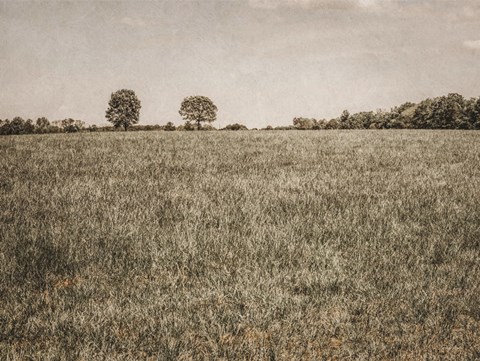 Framed Together in the Fields II Print