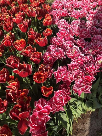 Framed Dutch Treat Print