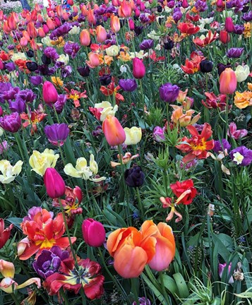 Framed Fields of Color Print