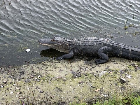 Framed Lost Ball Print