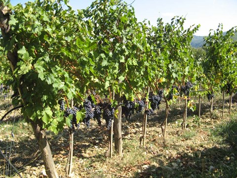 Framed Time To Harvest Print