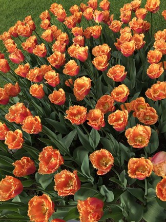 Framed Tulip Festival Print