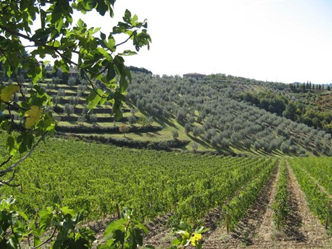 Framed Tuscan Hills Print