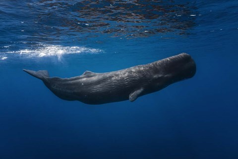 Framed Sperm Whale Print